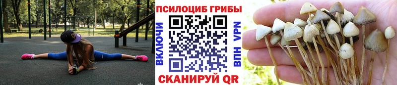 Купить закладки  Фролово  Псилоцибиновые грибы MAGIC MUSHROOMS 